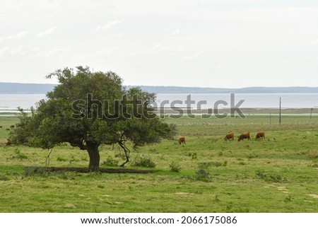 Typical landscape through the Uruguayan prairies