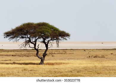 Typical large Acacia tree in the open savanna plains of East Africa, Botswana Hwankee