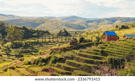 Typical Madagascar landscape - green and yellow rice terrace fields on small hills with clay houses in region near Vohiposa