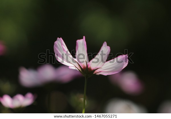 The typical meaning of this flower is\
\'love flower\'. ... The chocolate flower when gifted to a loved one\
means, \'I love you more than anybody\
can\'.Cosmos