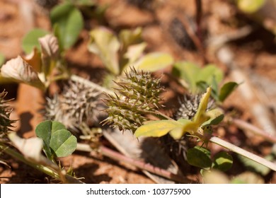 Typical Mediterranean plant with scientific name Tribulus terrestris also known ironically as foot kisser. - Shutterstock ID 103775900