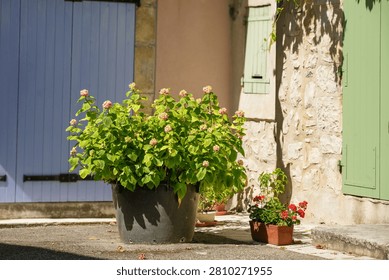 A typical Mediterranean setting featuring a large hydrangea and flowering geraniums in a planter in front of the stone facades and green shutters of a charming, rural building in Provence in France