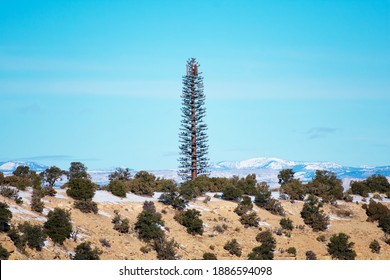 A Typical Mobile Cell Phone Tower Disguised And Camouflaged As A Fake Tall Pine Tree In The Rural Landscape Under Blue Sky. Snow Covered Mountains In The Distance.