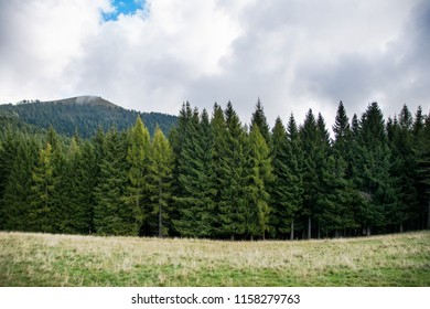 Typical mountain environment with trees, clouds, fields and grass