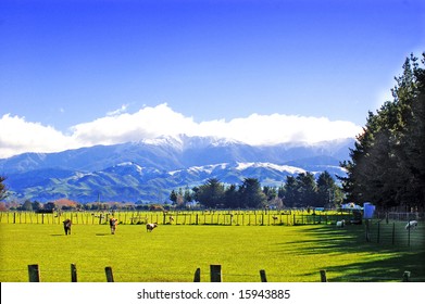 Typical New Zealand Farm Scene