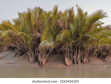 Typical nipa palm (Nipa fruticans).this photo was taken from Sundarbans National Park, Bangladesh. - Shutterstock ID 2262456101