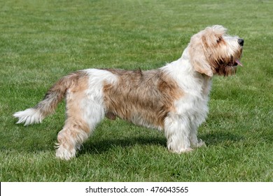 petite basset griffon vendeen