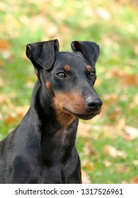 462 Manchester terrier Images, Stock Photos & Vectors | Shutterstock