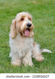 griffon petit basset