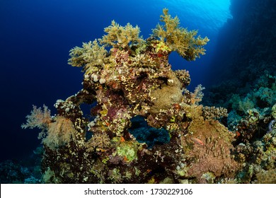 Typical Red Sea Tropical Reef With Hard And Soft Coral Surrounded By School Of Orange Anthias