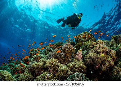 typical Red Sea tropical reef with hard and soft coral surrounded by school of orange anthias and a underwater photographer diver