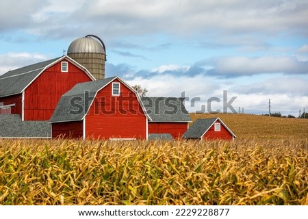 Typical rustic red-painted wooden Barns with a Silo - American Farm, surrounded by yellow Corn Field