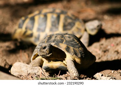 Typical Sardinian Turtles