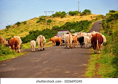 Typical Scene Of Cows Blocking Traffic On Pico, Azores, Portugal