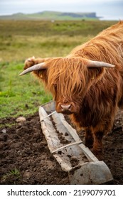 Typical Scotish Cow With Long Fur