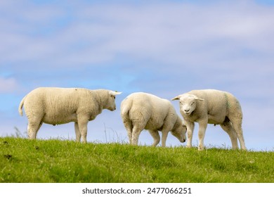 Typical spring landscape, Flock of domestic sheep or young and newborn lambs standing and nibbling grass on the field, Open farm with green meadow on the dike, Texel island, Noord Holland, Netherlands - Powered by Shutterstock