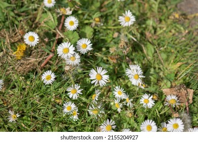 Typical Spring Plants In Lee Valley Park