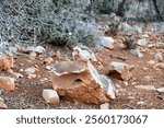 Typical steppes with plants and gnawed, old animal skulls in late summer on the island of Crete in Greece