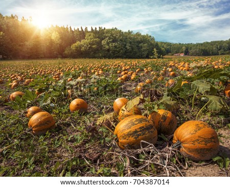 Typical styrian pumpkin field, Austria