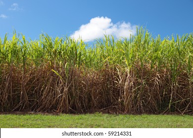 Typical Sugarcane Field In Eastern Australia.