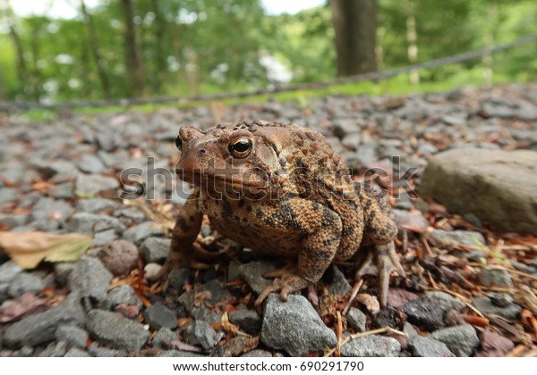 Typical toad found in American. Summer time.            
                 