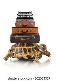 Typical Tortoise With Big Heap Suitcase On White Background; Isolated, Close Up