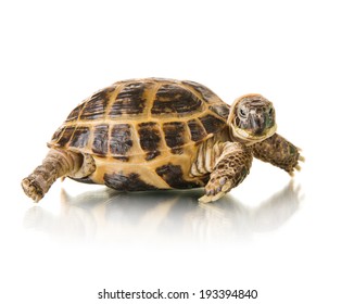 Typical Tortoise On White Background; Isolated, Close Up