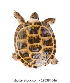 Typical Tortoise On White Background; Isolated, Top View