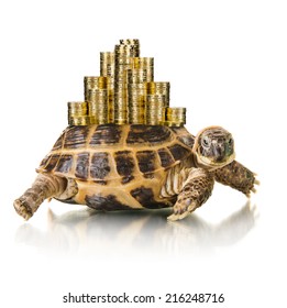 Typical Tortoise Whith Many Gold Coin , On White Background; Isolated, Close Up