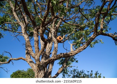 Typical Tree Of The Brazilian Cerrado Biome With Twisted Trunk And A Nest Of The João De Barro Bird