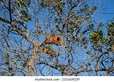 Typical Tree Of The Brazilian Cerrado Biome With Twisted Trunk And A Nest Of The João De Barro Bird. Brazilian Nature