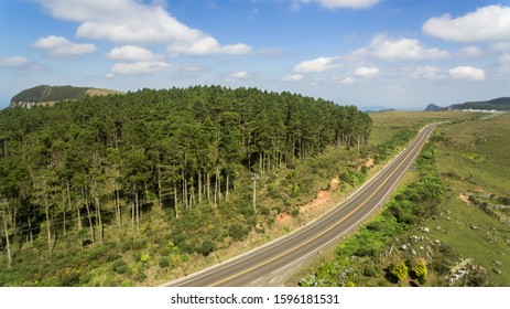 typical trees of brazil, pines, set with several pines on a day of blue sky and few clouds, with a highway passing in front, magnificent beauty of santa catarina near the mountain range of the trail