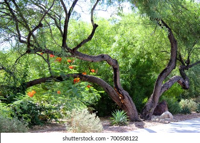 Typical Tucson Arizona Landscape With Gnarled Old Mesquite Tree And Mexican Bird Of Paradise Plant In The Desert