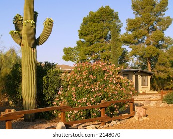 Typical Tucson Neighborhood Scene, With Saguaro