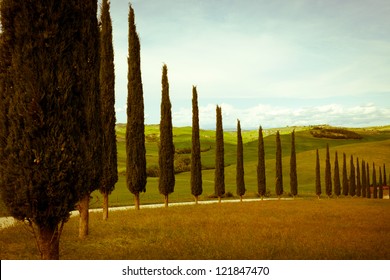 Typical Tuscan Countryside With Cypress And Meadow