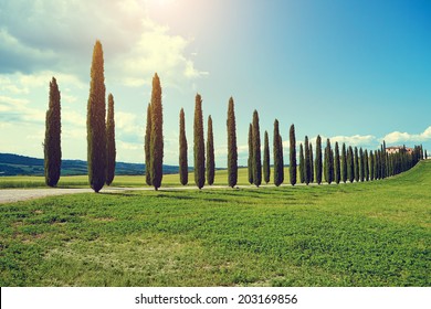 Typical Tuscan Countryside With Cypress And Meadow 