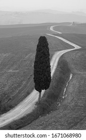 typical Tuscan landscape with cirpesso tree and white road