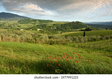 Typical Tuscan landscape in spring with red poppies, cypresses and vineyards on the beautiful hills around Florence, Italy.