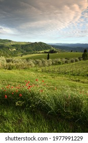 Typical Tuscan landscape in spring with red poppies, cypresses and vineyards on the beautiful hills around Florence, Italy.