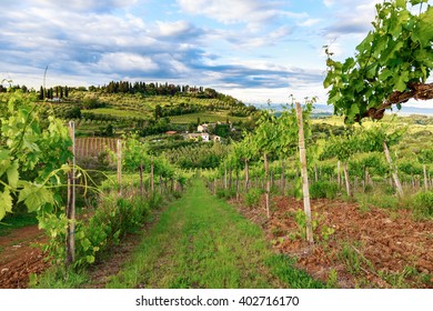 Typical Tuscan landscape with vineyards near San Gimignano-Italy