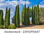 typical Tuscany, columnar cypresses in southern Italy