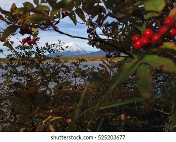 Typical View Of Kamchatka - Sheveluch Volcano Is Seen Behind A Bush Rowan Berries Near The Lake On A Bright And Clear Sunny Day.
