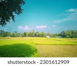 A typical village in Bangladesh is a picturesque scene, with lush green fields stretching out as far as the eye can see. The village is often dotted with palm trees, mango trees, and other vegetation,