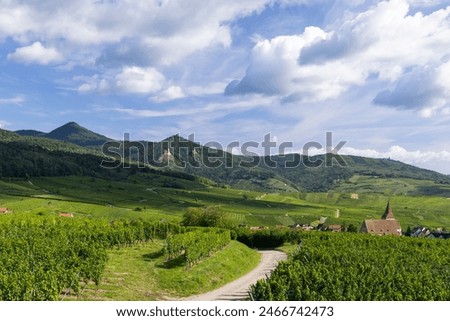 Typical vineyard near Hunawihr near Ribeauville Riquewihr, Haut-Rhin, Region Grand Est, Alsace, France