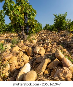 Chateauneuf Du Pape Images Stock Photos Vectors Shutterstock