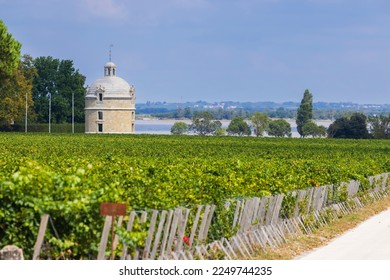 Typical vineyards near Chateau Latour, Bordeaux, Aquitaine, France