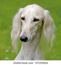 2,088 Saluki Dog Stock Photos, Images & Photography | Shutterstock