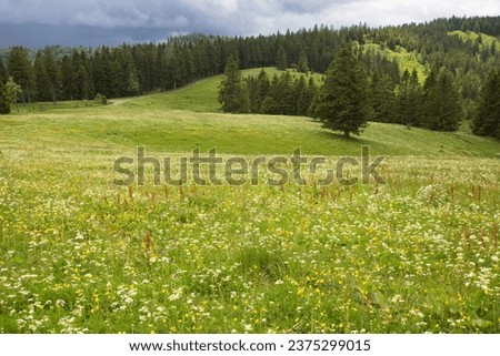 typical wide hiking area in the German Black Forest along hills and valleys, meadow landscape, forests, mountain streams and rock formations