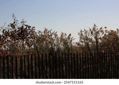 A typical wood slats fence guarding the beach dunes. - Powered by Shutterstock