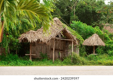 typical wooden shed with thatched roof of the native Maya in dense, shady tropical jungle of the Yucatan - Powered by Shutterstock